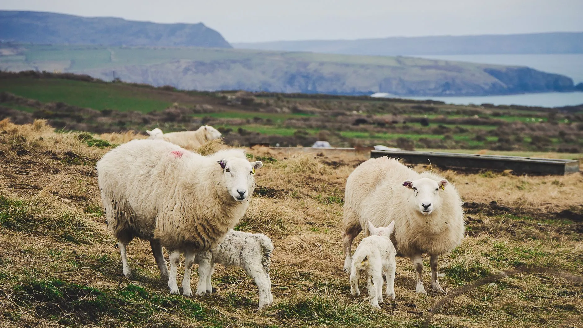 Ewes and lambs on rough grazing above a stretch of coastline